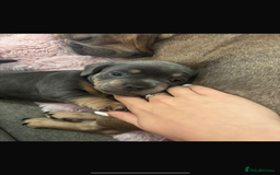 Mixed Breed dogs for sale: two blue & tan french weiners - Image 2