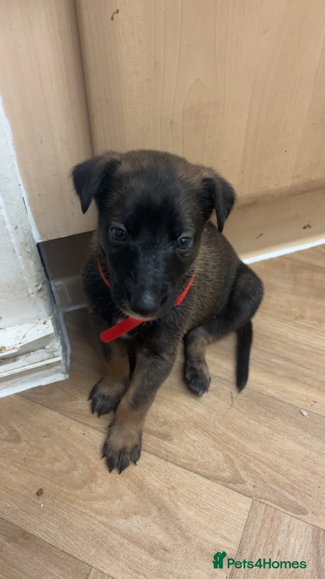Mixed Breed dogs for sale: Mali x greyhound puppies in Bishop Auckland - Advert 1