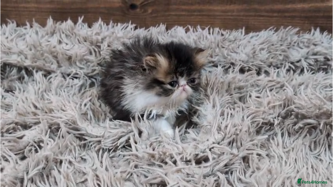 Persian cats for sale: Persian Kittens For Sale - Advert 8