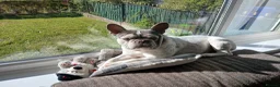French Bulldog dogs for sale: Affectionate French Bulldog - Loving Home Needed - Advert 4