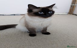 Ragdoll cats for sale: Stunning ragdoll kitten - Image 5