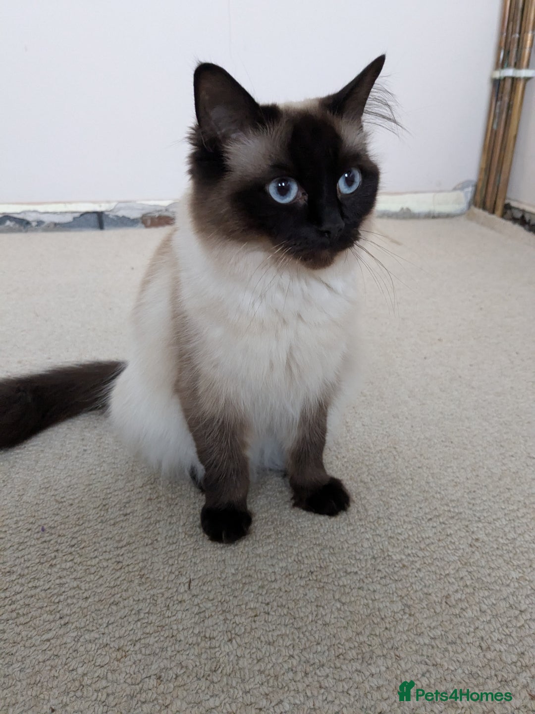 Ragdoll cats for sale: Stunning ragdoll kitten - Image 5