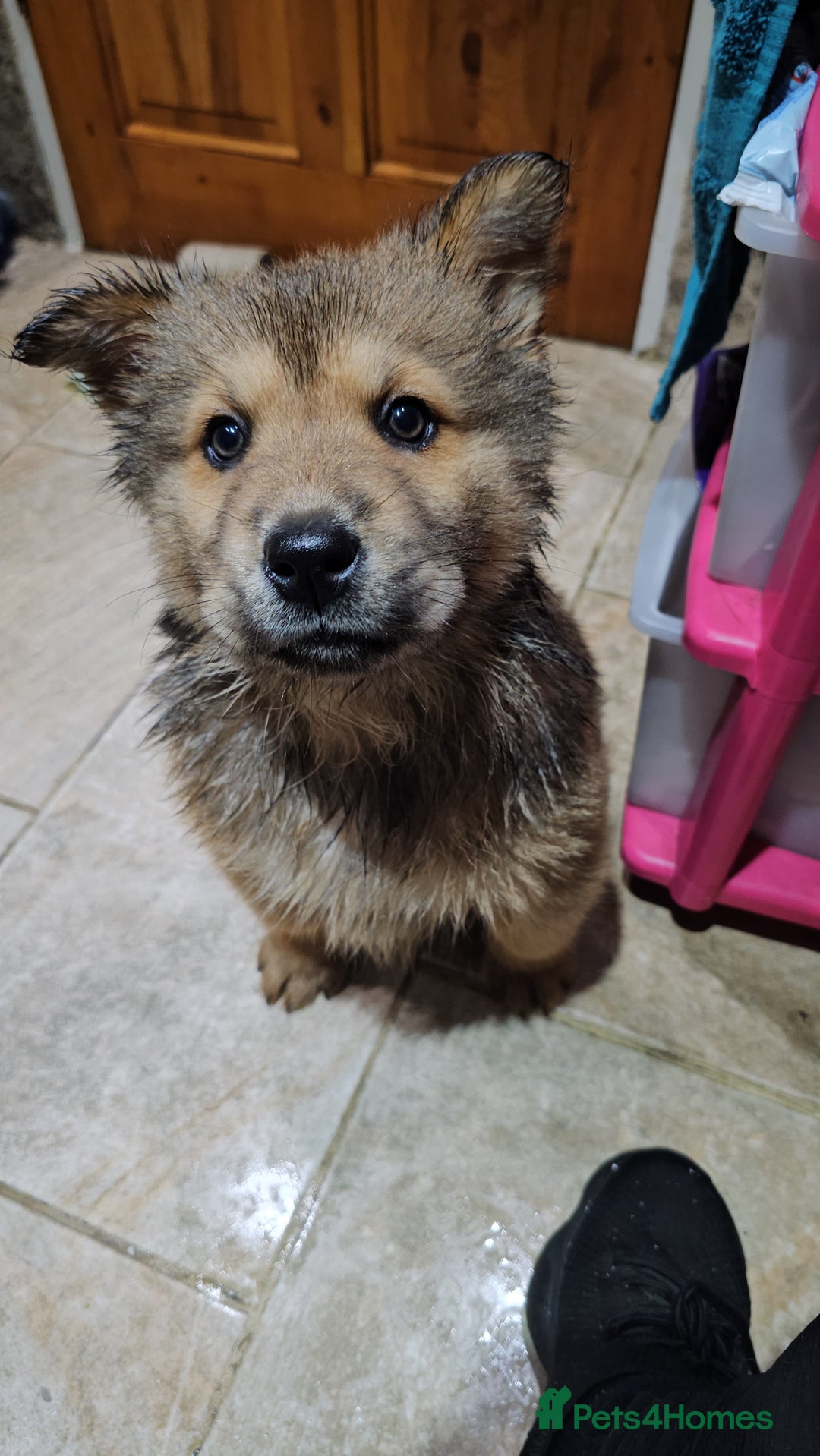 Mixed Breed dogs for sale: Chowsky puppies ready to go chow x siberian husky - Advert 15