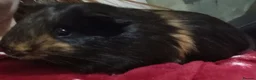 Guinea Pig rodents for sale: My names button. Nice to meet you in Hartlepool - Advert 6