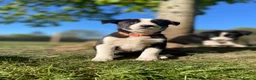Border Collie dogs for sale: intelligent, well bred lovable  - Advert 6
