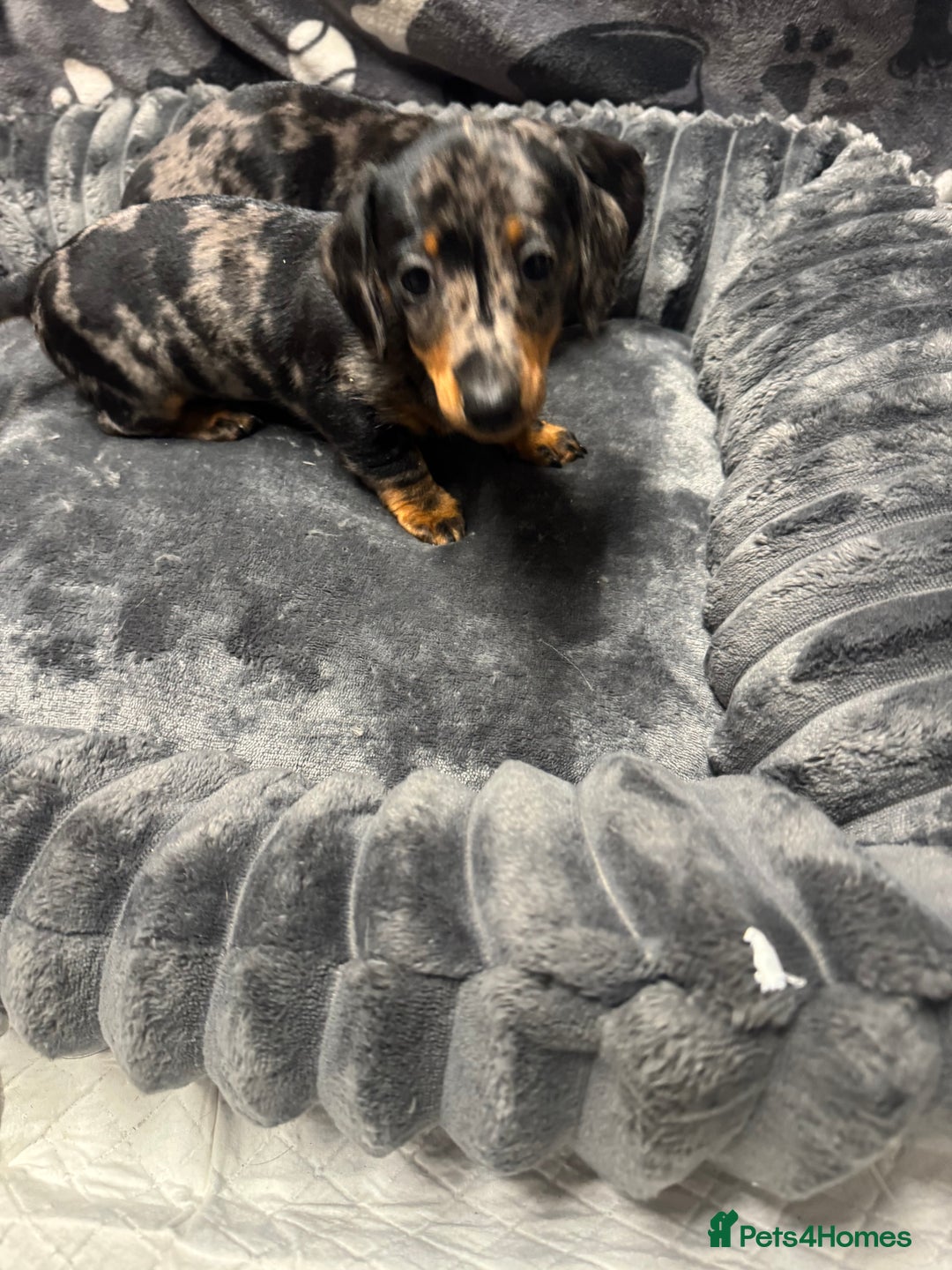 Miniature Dachshund dogs for sale: Miniature dachshund  - Advert 3