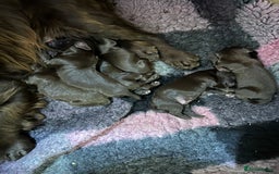 Cocker Spaniel dogs for sale: Gorgeous WCS excellent temperament  - Image 3