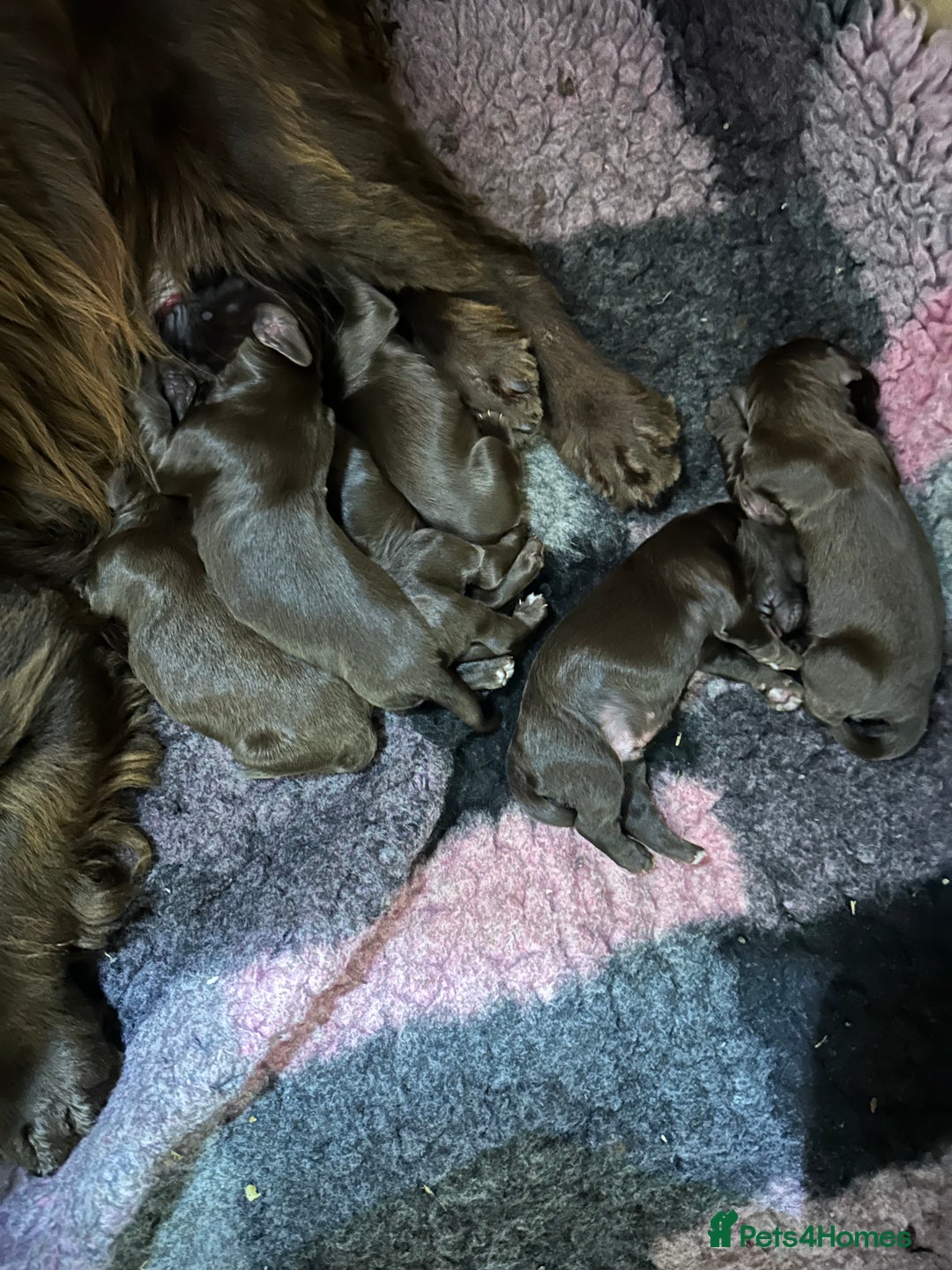 Cocker Spaniel dogs for sale: Gorgeous WCS excellent temperament  - Image 3