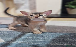 Abyssinian cats for sale: Abyssinian Kittens - Image 14
