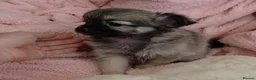 Chihuahua dogs for sale: Ready to leave Now long Coat Chihuahua male pup - Advert 7