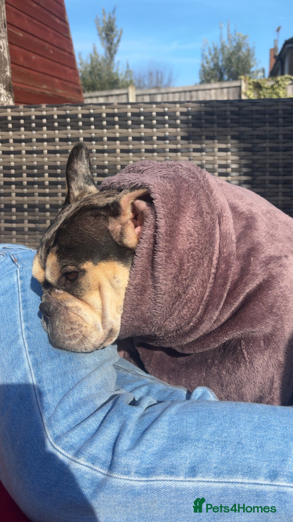 Mixed Breed dogs for sale: French bulldog cross  - Advert 8