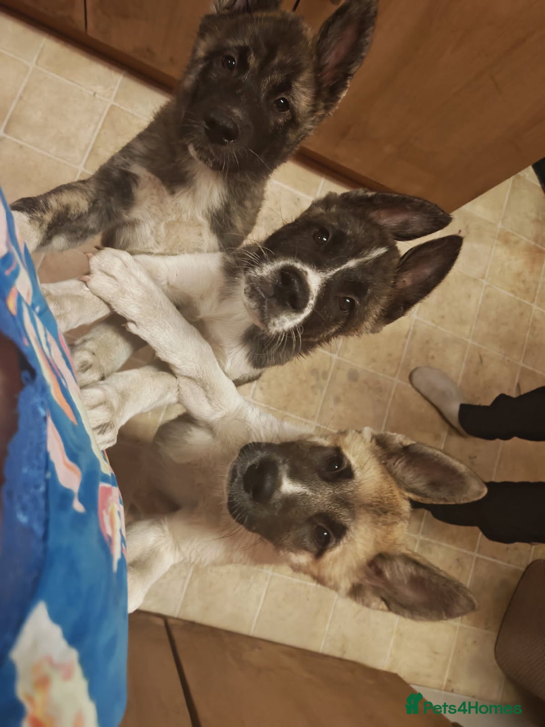 Akita dogs for sale: Akita puppy's ready now - Image 14