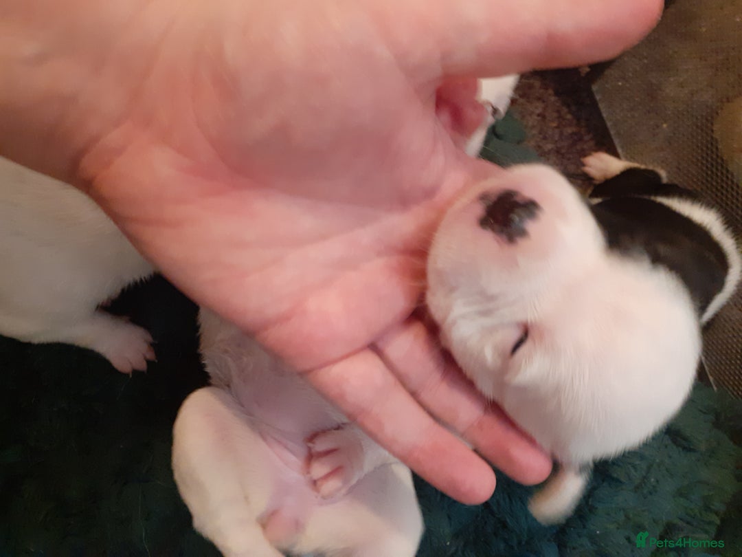 Mixed Breed dogs for sale: American Bulldog puppies - Image 5