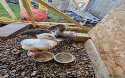 Ducks poultry for sale: 2 Muscovy ducks and 1 Indian runner duck - Advert 5