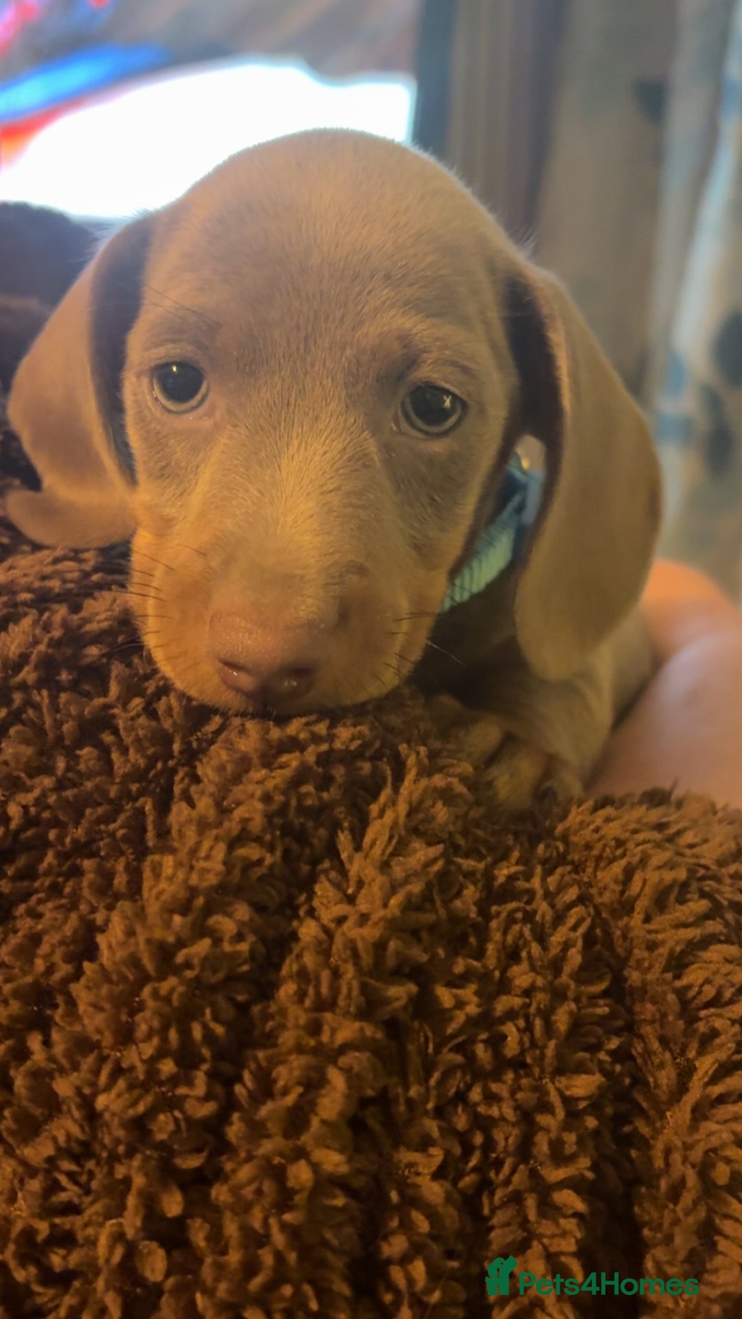 Miniature Dachshund dogs for sale: ISABELLA AND TAN MINIATURE DACHSHUND PUPPIES  - Advert 11