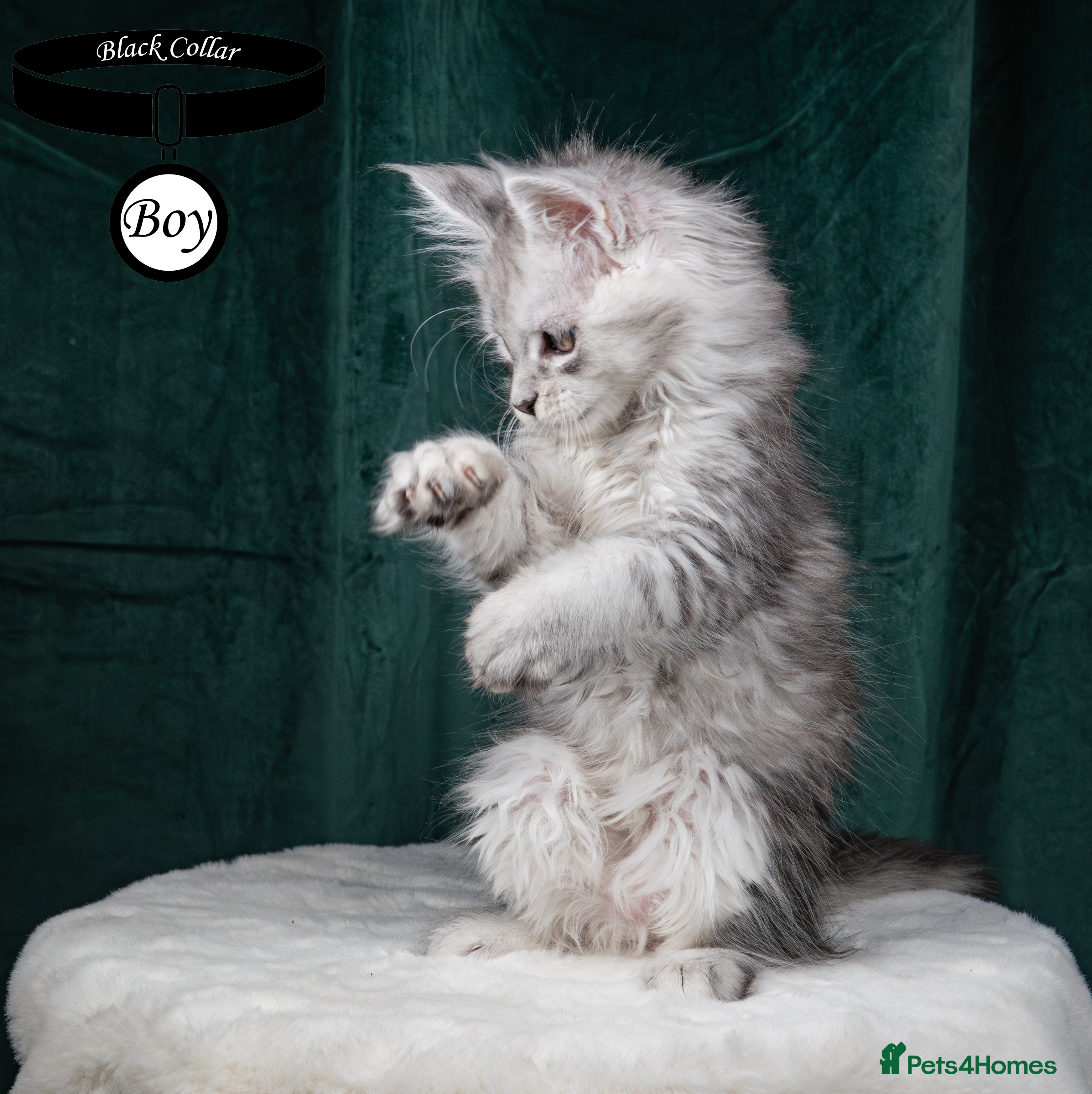 Maine Coon cats XL PEDIGREE TICA REGISTERED MAINE COON KITTENS - Advert 2