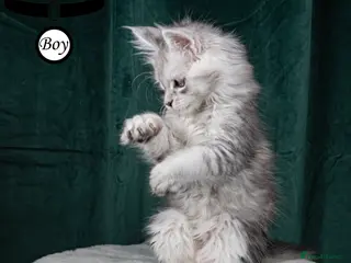 Maine Coon cats XL PEDIGREE TICA REGISTERED MAINE COON KITTENS - Advert 2