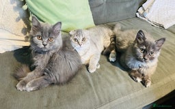 Scottish Fold cats for sale: Reduced blue straight boy & girl last one  ❤️ in Derby - Image 8