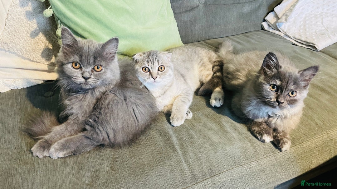 Scottish Fold cats for sale: Reduced blue straight boy & girl last one  ❤️ in Derby - Image 8