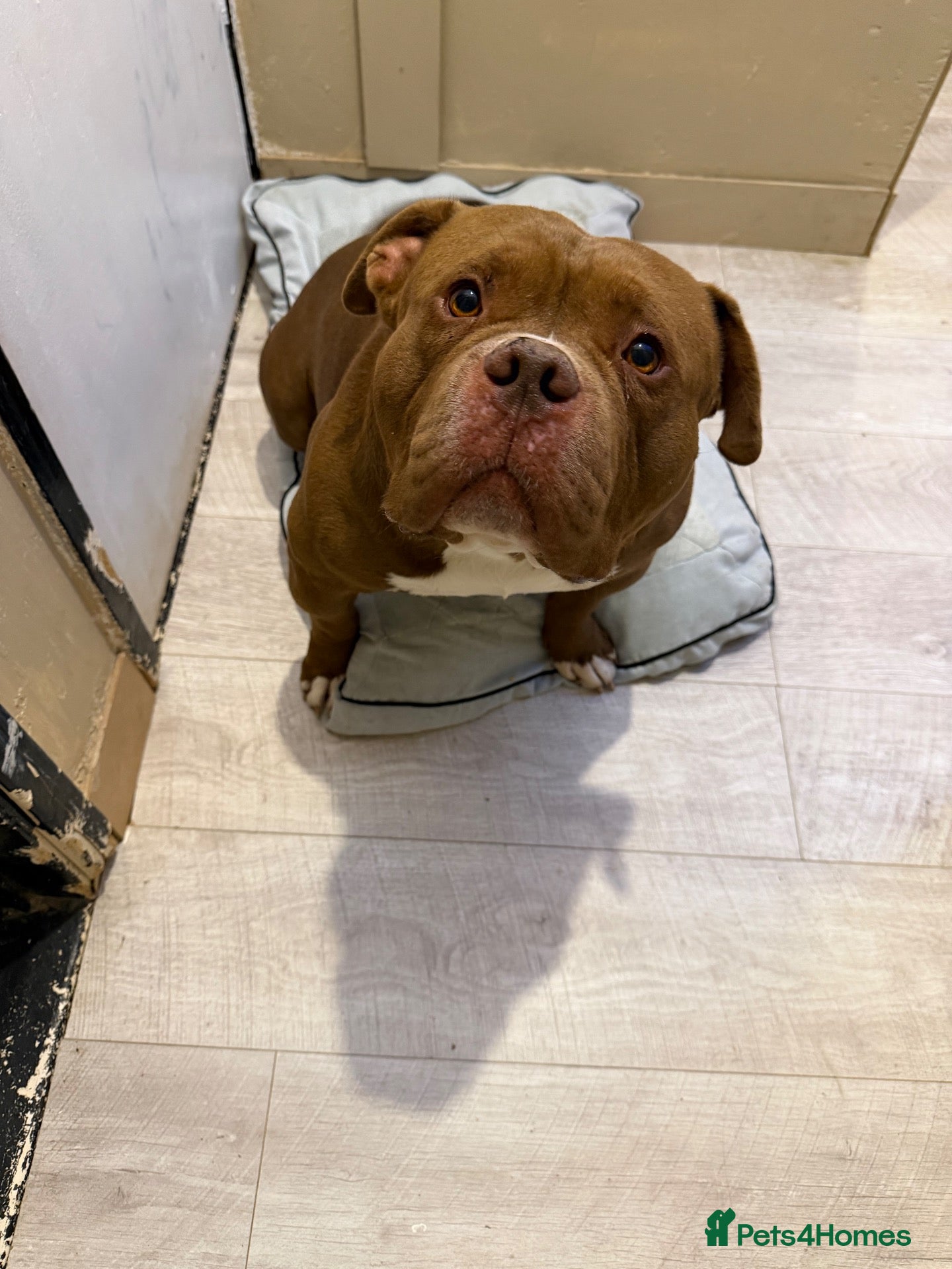 American Bully dogs for sale: 🧸Teddy  - Advert 10