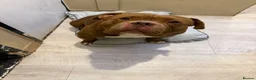 American Bully dogs for sale: 🧸Teddy  - Advert 1