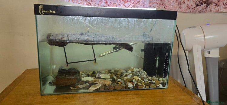 Turtle reptiles - Advert 7