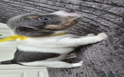 Jack Russell dogs for sale: 🐶 Jack Russell Puppies  – 4 Females & 1 Male 🐶 - Image 11