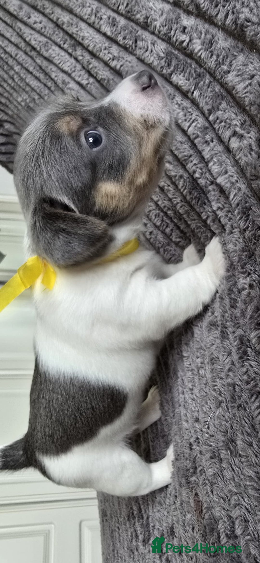 Jack Russell dogs for sale: 🐶 Jack Russell Puppies  – 4 Females & 1 Male 🐶 - Image 11