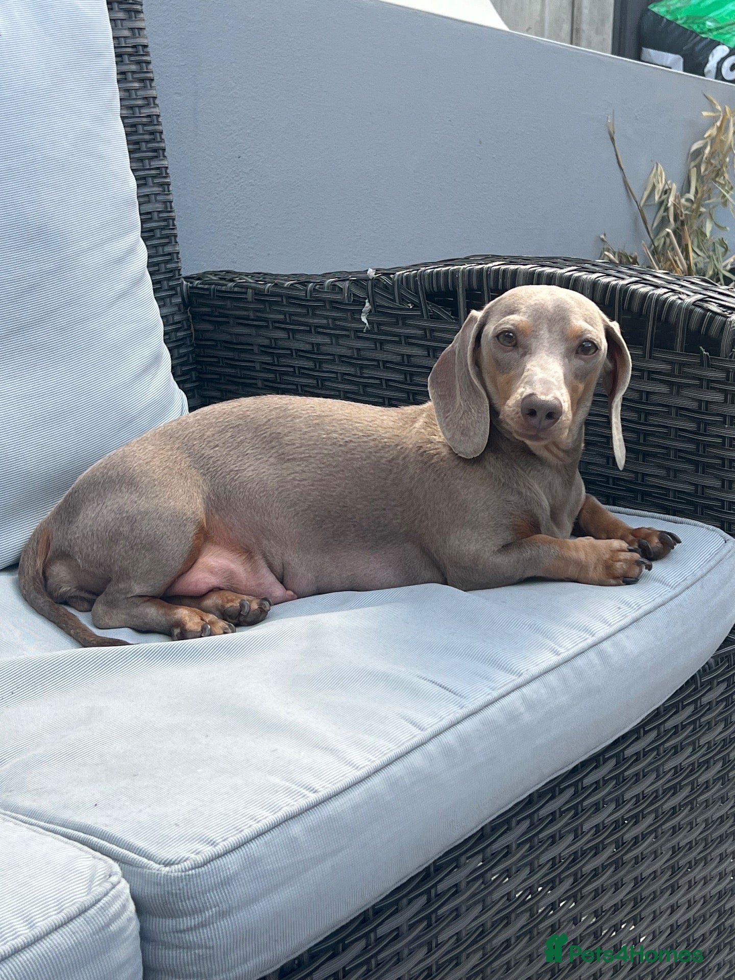 Miniature Dachshund dogs Stunning true mini kc dachshund puppies  - Advert 10