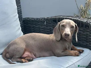 Miniature Dachshund dogs Stunning true mini kc dachshund puppies - Advert 10