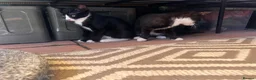 Mixed Breed cats for sale: 2 kittens looking for a new home  - Advert 3