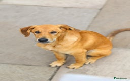 Mixed Breed dogs for adoption: Soft sweet Sophia - Image 26