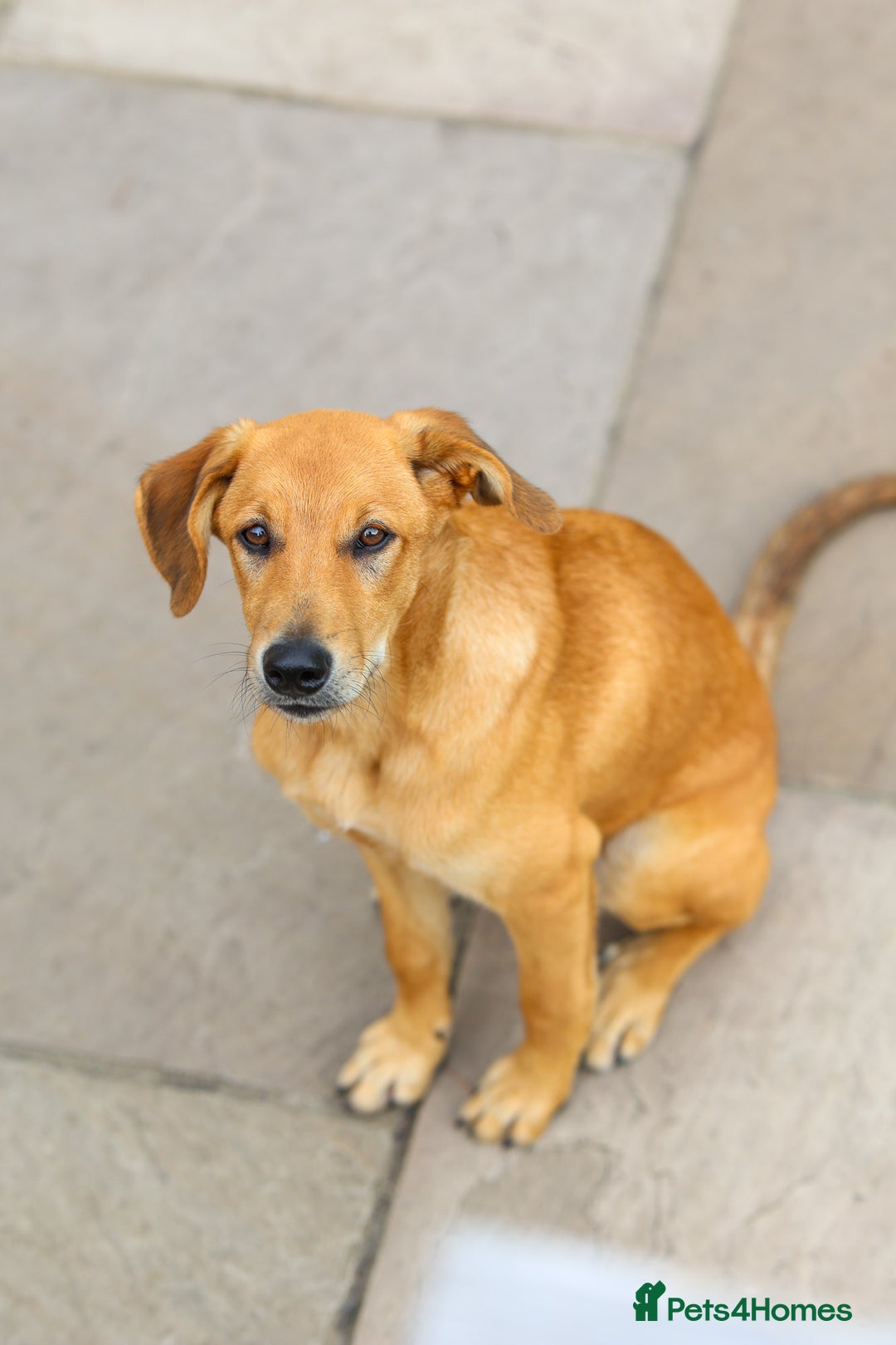 Mixed Breed dogs for adoption: Soft sweet Sophia - Image 26