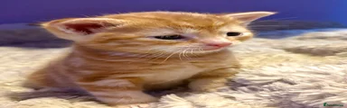 American Shorthair 1