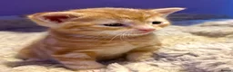 American Shorthair cats for sale: America shorthair x Bengal cross kittens  - Advert 8