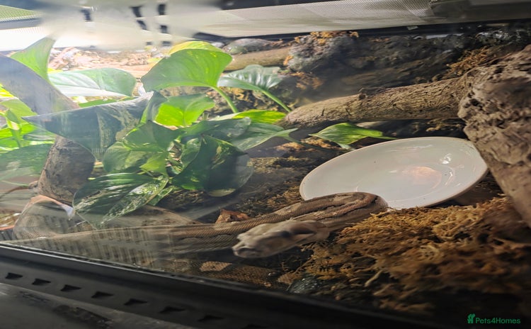 Boa Snake reptiles - Advert 1