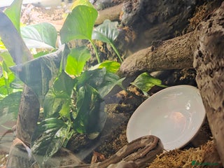 Boa Snake reptiles - Advert 6