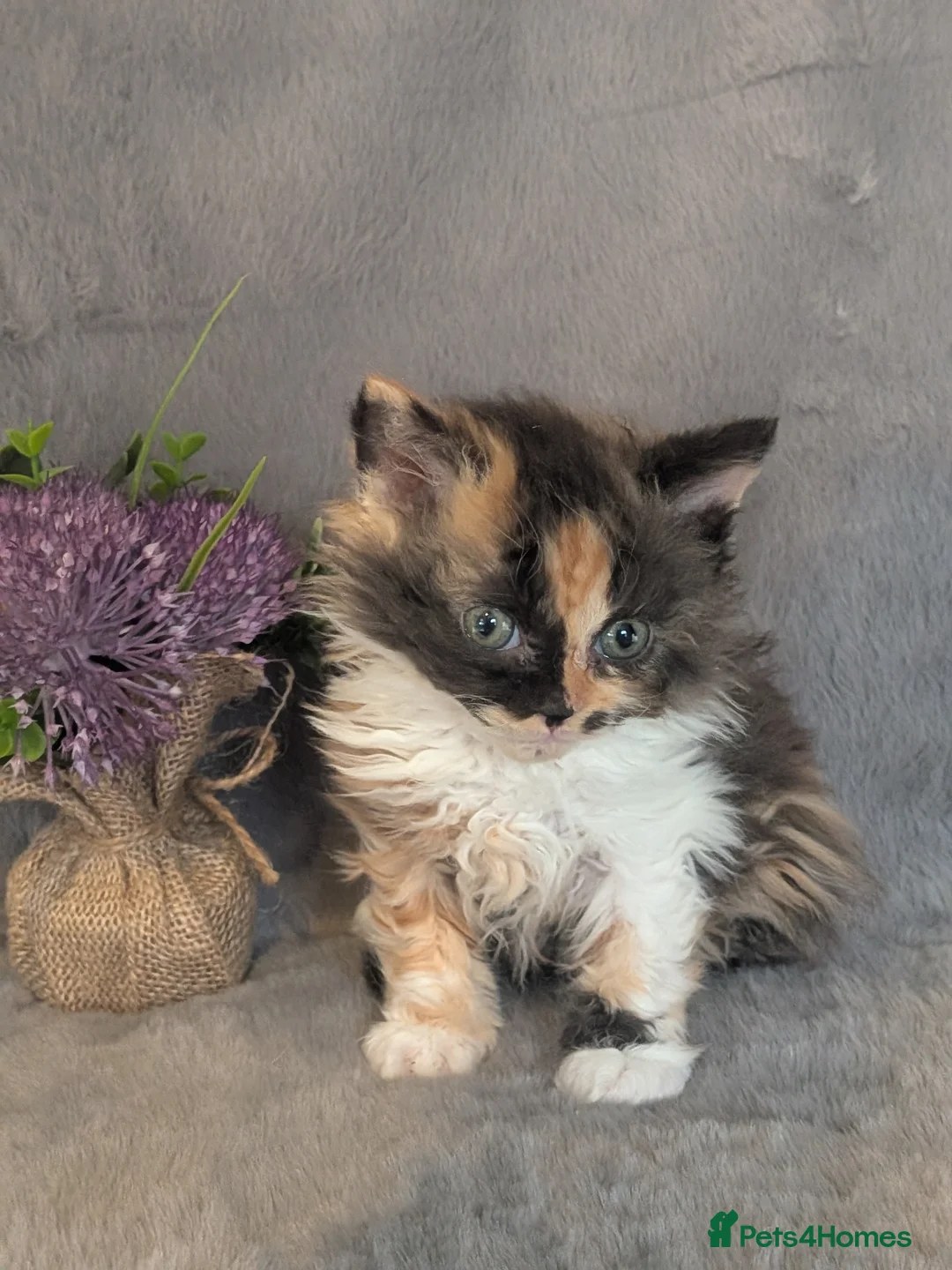 Selkirk Rex cats for sale: Beautiful Kittens – From Pedigree Selkirk Rex Mum - Advert 39