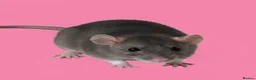 Rat rodents for sale: Fancy rats, fancy mice and harvest mice - Advert 2