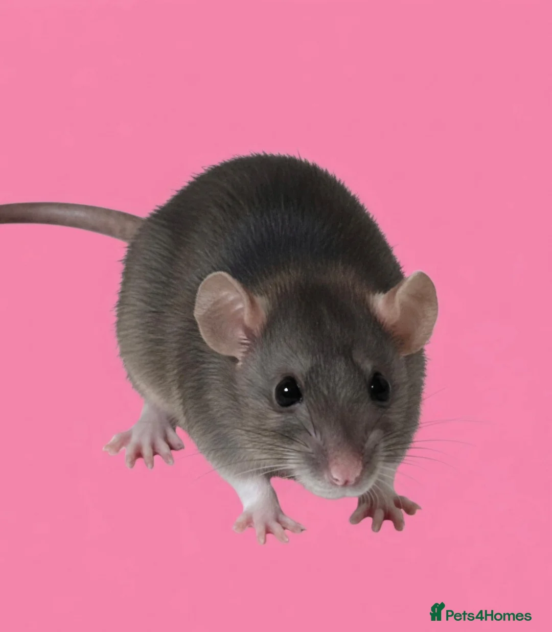 Rat rodents for sale: Fancy rats, fancy mice and harvest mice - Advert 2