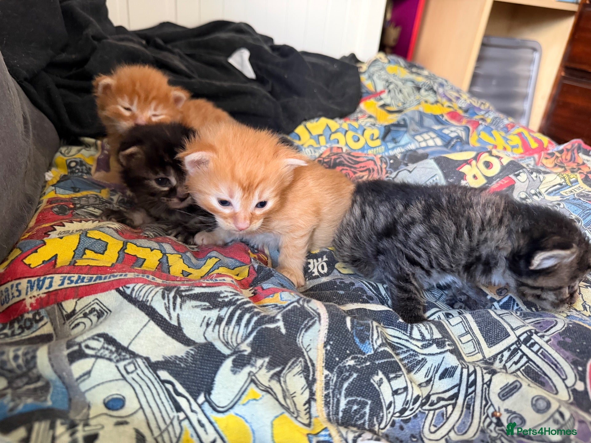 Mixed Breed cats 2 ginger boys and 2 tabby girls - Advert 2