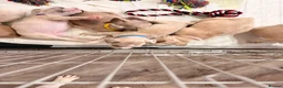French Bulldog dogs for sale: French bull dog pups in Shotts - Advert 3