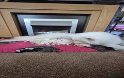 Samoyed dogs for sale: Beautiful Pure Breed Samoyed Puppies - Image 10