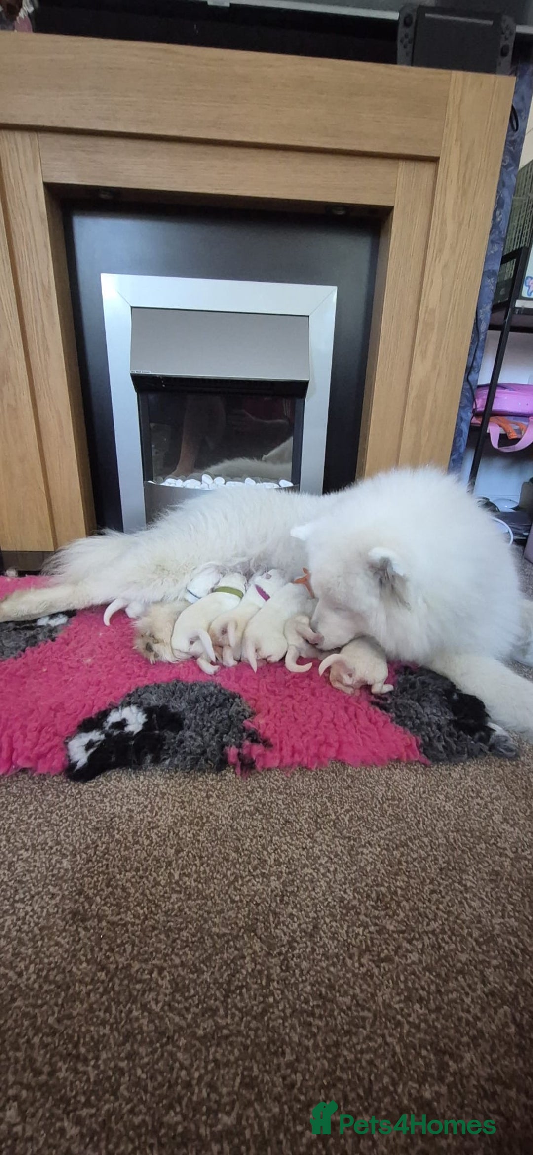 Samoyed dogs for sale: Beautiful Pure Breed Samoyed Puppies - Image 10