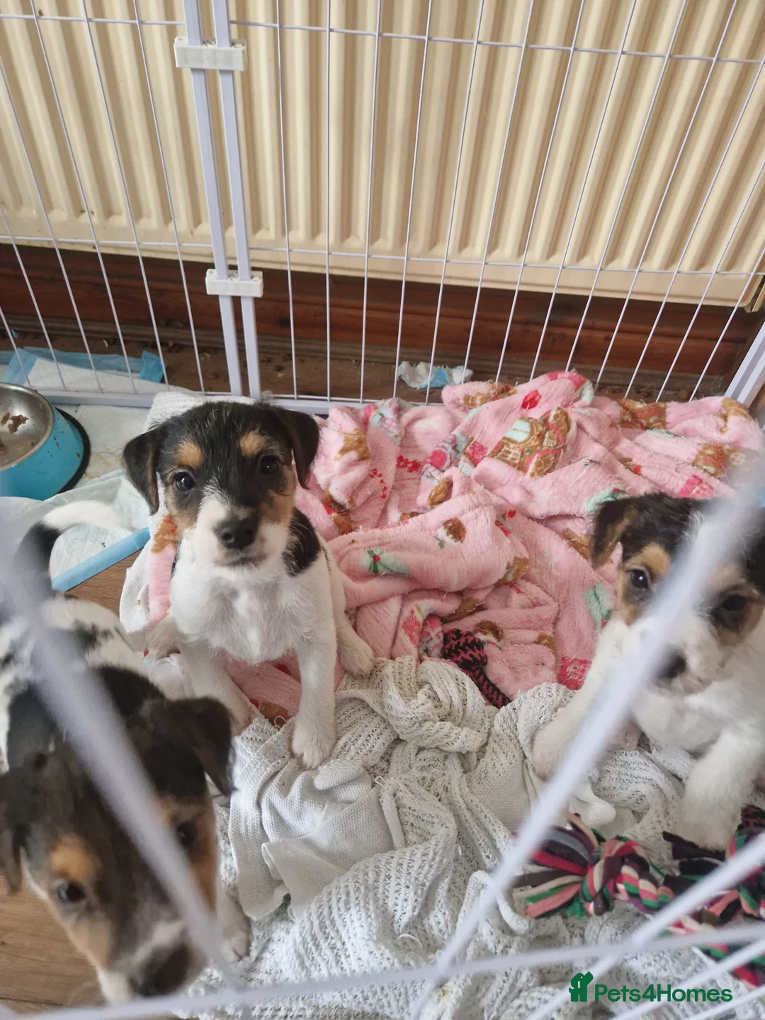 Jack Russell dogs for sale: Jack Russel pups - Advert 2