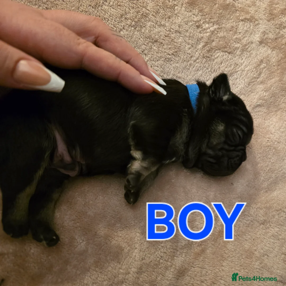 French Bulldog dogs for sale: Stunning French bulldog pupies  - Advert 12