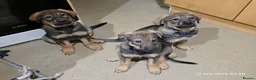 Mixed Breed dogs for sale: Stunning German Shepherd,Australian Kelpie Puppies in Littlehampton - Advert 11