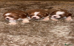 Cavalier King Charles Spaniel dogs for sale: Cavalier King Charles Puppies - Image 4