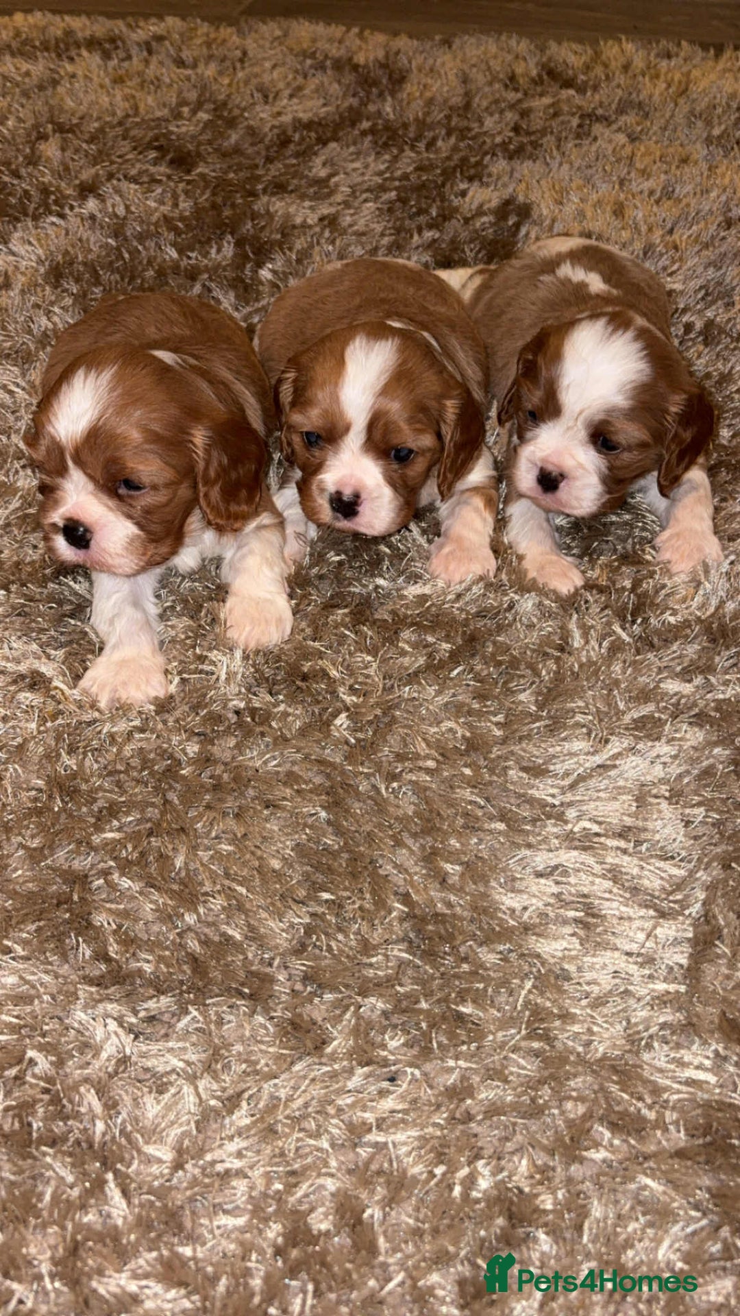 Cavalier King Charles Spaniel dogs for sale: Cavalier King Charles Puppies - Image 4