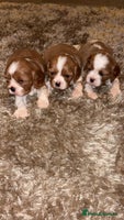 Cavalier King Charles Spaniel dogs Cavalier King Charles Puppies - Advert 4
